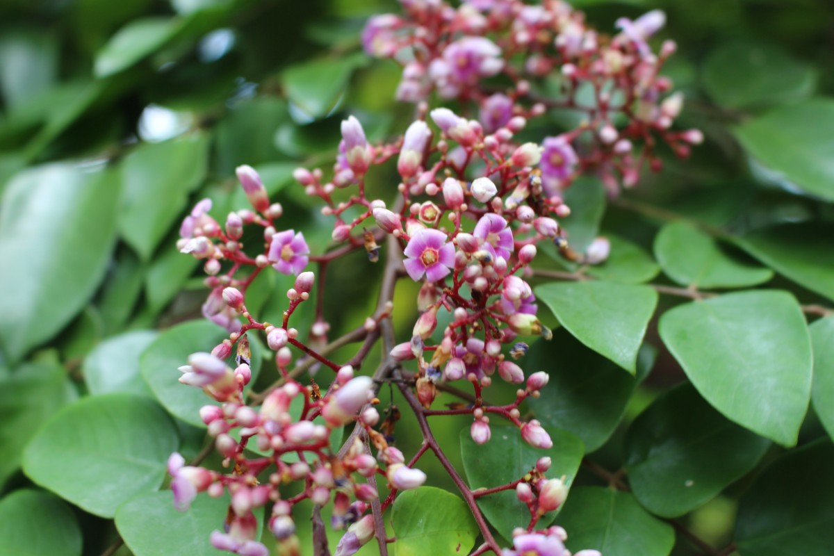 Averrhoa carambola L.